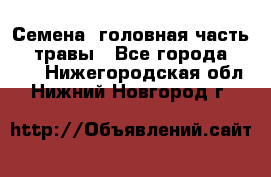 Семена (головная часть))) травы - Все города  »    . Нижегородская обл.,Нижний Новгород г.